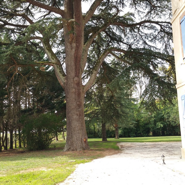 Sous les cèdres centenaires